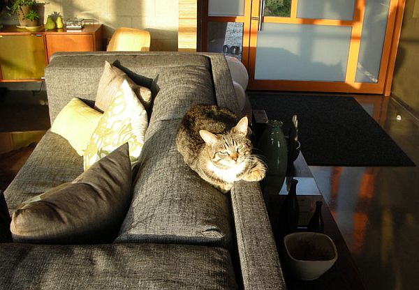 cat_sofa.jpg