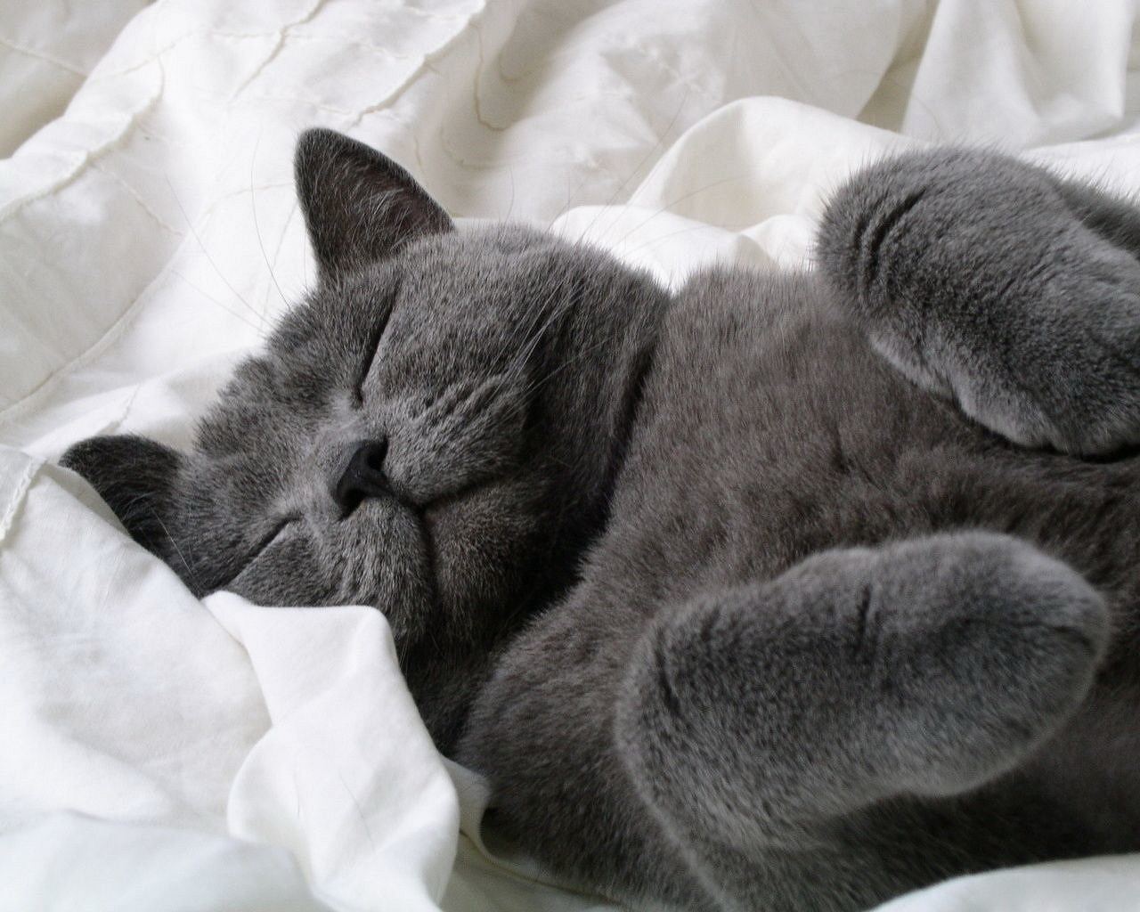 dark_gray_cat_sleeping.jpg