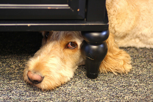 dog_hiding_desk_animal.jpg