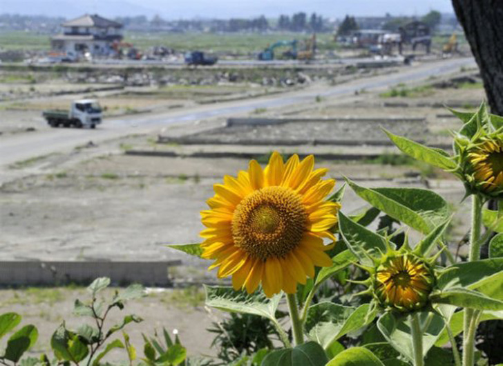 fukushima_sunflowers3.jpg