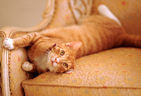 photolibrary_rm_photo_of_cat_on_couch.jpg