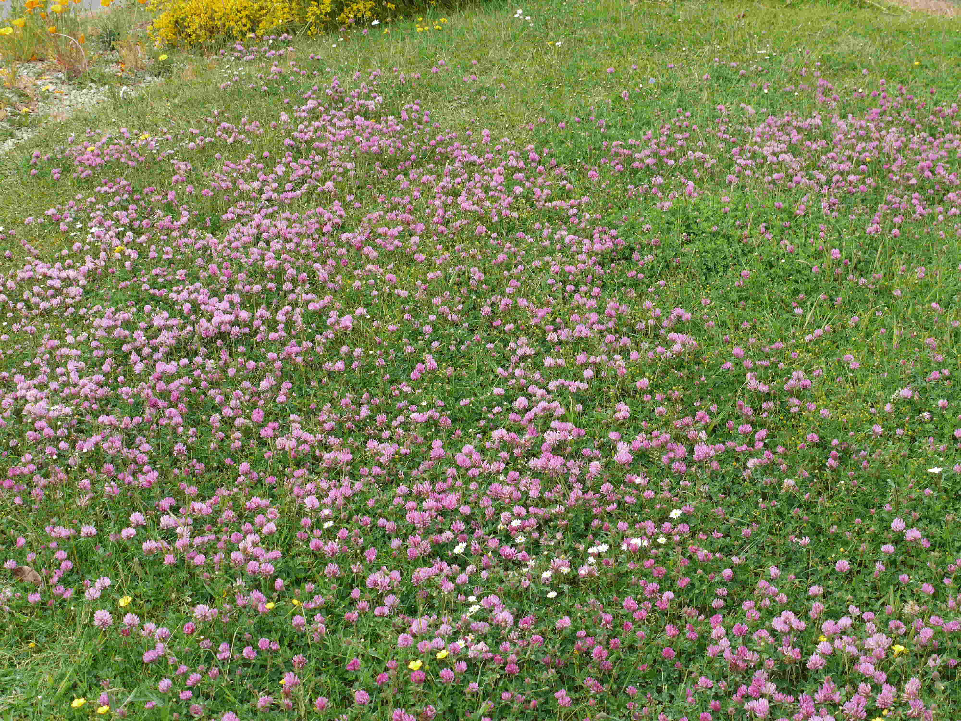 red_clover_on_lawn.jpg