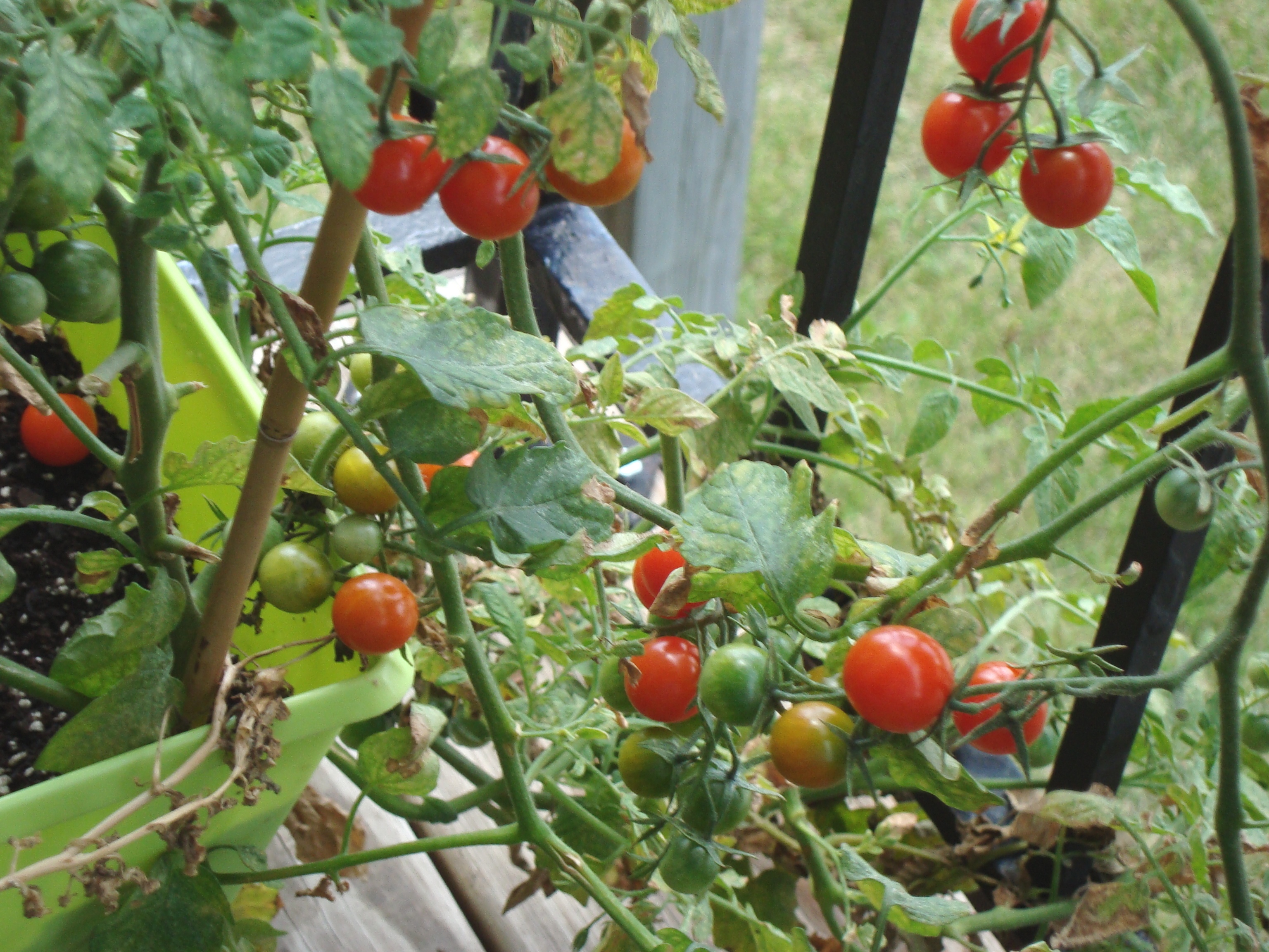 tomatoes_on_balcony.jpg