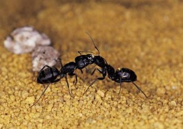 ants.jpg