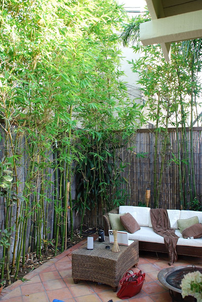 bambus.jpg