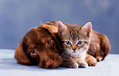 dog_and_cat_3.jpg