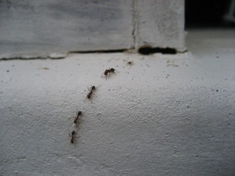 kill_ants_5.jpg