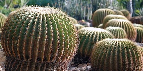 kaktusi.jpg