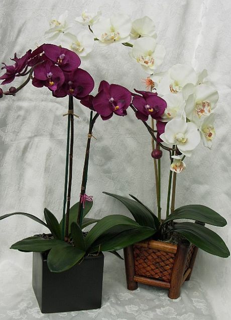 orhideja.jpg